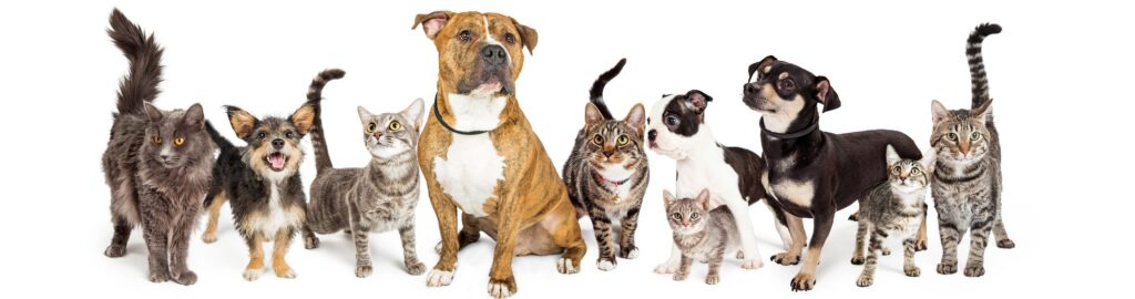 Sensivita Pet Allergy Testing